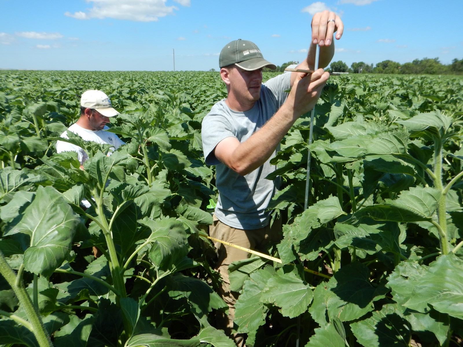 Photo of Mandan Northern Great Plains Research Laboratory (LTAR) Network site showing measurement of vegetation (sunflower; Helianthus annuus) height in summer, 2015.